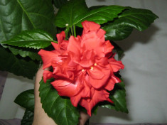 trandafir japonez culoare rosu batut foto