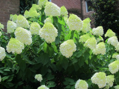 HORTENSIE - Hydrangea paniculata Limelight - 28 lei foto