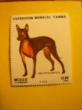 Serie- Caine- Expozitie Canina 1984 Mexic , 1 val.