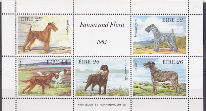 Fauna caini ,de rasa ,Irlanda.