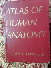 Atlas of human anatomy- Netter foto