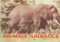 Animale Salbatice foto