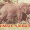 Animale Salbatice