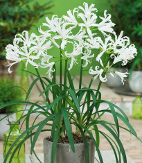 Nerine bowdenii / bulbi cu 6 Ron bucata foto