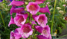 DEGETEL ROZ - Digitalis purpurea Camelot Rose - 5 lei foto