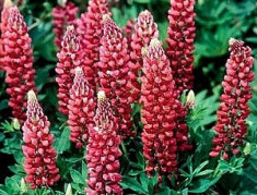 CAFELUTE, LUPIN - Lupinus Chamelot Red - 5 lei foto