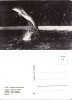 Animale - Delfin, Necirculata, Printata