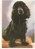 % carte postala (ilustrata) -CAINI-Cocker spaniel, Necirculata, Printata