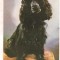 % carte postala (ilustrata) -CAINI-Cocker spaniel