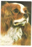 % carte postala (ilustrata) -CAINI-Spaniel king charles