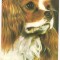 % carte postala (ilustrata) -CAINI-Spaniel king charles