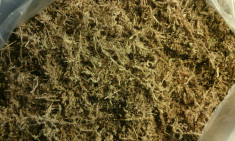 Substrat sphagnum moss (substrat/sol pentru germinarea/cultivarea plantelor) foto