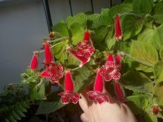 Kohleria foto