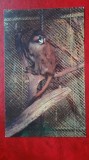 Vedere/Carte postala - Gradina Zoologica Bucuresti - Cercopitec