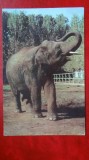 Vedere/Carte postala - Gradina Zoologica Bucuresti - Elefant, Necirculata