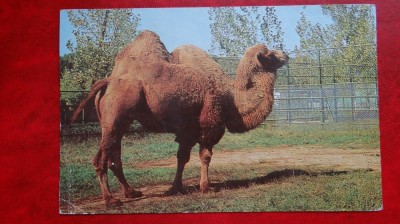 Vedere/Carte postala - Gradina Zoologica Bucuresti - Camila foto