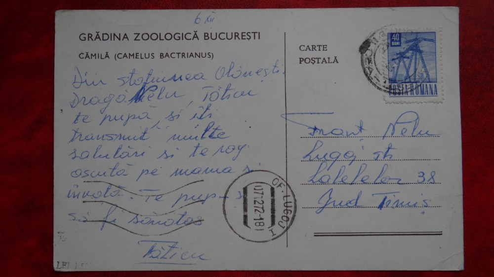 Vedere/Carte postala - Gradina Zoologica Bucuresti - Camila, Necirculata |  Okazii.ro