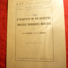 Dr.At.Haralamb si A.Radulescu -O Plantatie de Pin Silvestru -Fundeni-Buzau 1936