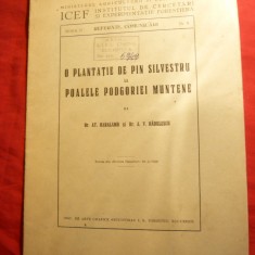 Dr.At.Haralamb si A.Radulescu -O Plantatie de Pin Silvestru -Fundeni-Buzau 1936