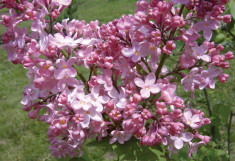 LILIAC ROZ - Syringa California Rose - 13 lei foto