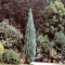 Juniperus scopulorum skyrocket ?ienupar racheta