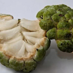 Seminte sugar apple-annona squamosa foto