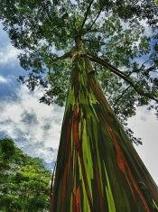 Seminte eucalipt curcubeu-eucalyptus deglupta foto