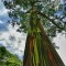 Seminte eucalipt curcubeu-eucalyptus deglupta