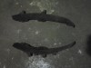 Vand ornamente stanga+dreapta Audi A5