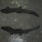 Vand ornamente stanga+dreapta Audi A5