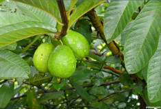 Seminte guava foto