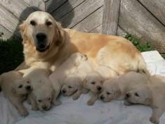 Vand pui Golden Retriever foto