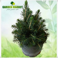 Picea abies &amp;quot;Tompa&amp;quot; foto