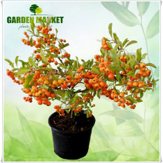 Pyracantha hybride &amp;quot;Orange Charmer&amp;quot; foto