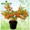 Pyracantha hybride &quot;Orange Charmer&quot;