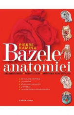 Bazele Anatomiei - Pierre Kamina foto