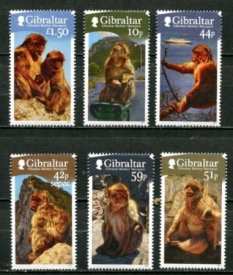 GIBRALTAR 2011 FAUNA MAIMUTE foto