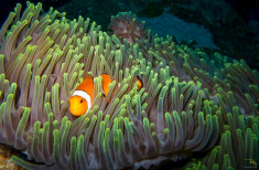 Nemo 1 - Clown Fish foto