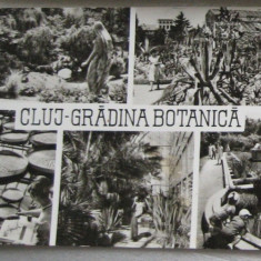 CPI (B6036) CARTE POSTALA - CLUJ - GRADINA BOTANICA, 1967