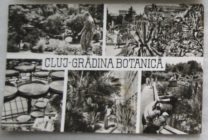 CPI (B6036) CARTE POSTALA - CLUJ - GRADINA BOTANICA, 1967
