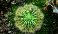 Drosera omissa (10 gemmae-formatiune vegetativa) foto