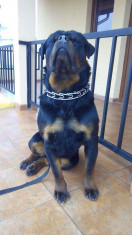 Rottweiler mascul, varsta 1 an foto