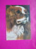 HOPCT 21060 SPANIEL KING CHARLES -LOT CAINI [NECIRCULATA], Printata