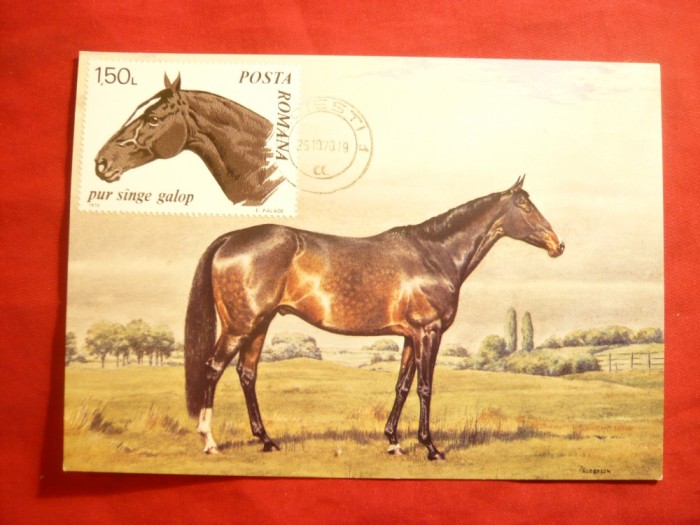 Maxima - Cal-Pur Sange de Galop , cca.1970