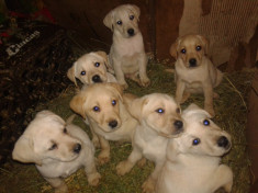 vand ca?ei labrador foto