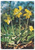 % carte postala(ilustrata)-CIUBOTICA CUCULUI, Necirculata, Printata