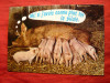 Ilustrata - Scena Comica cu porci -Seria Animale Umoristice -Franta, Necirculata, Fotografie
