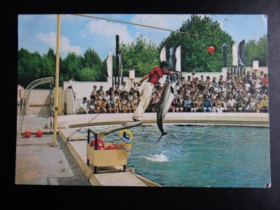 SEPT15-Vedere/Carte postala-Constanta-Delfinariul-necirculata foto
