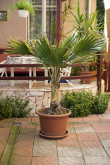 Vand palmier Washingtonia (planta de apartament) foto
