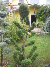 Tuia Thuja Tip Bonsai foto